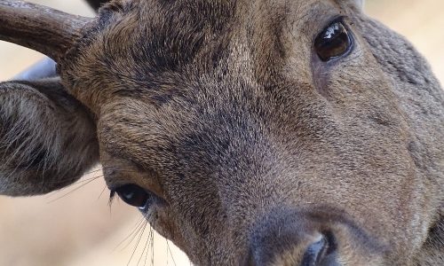 giochiamo con gli animali vallo di diano 5