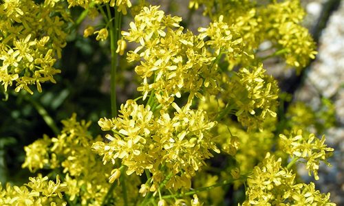 tinture naturali vallo di diano 1
